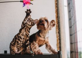 A dog and a cat with pet beds, toys and accessories in a bright room